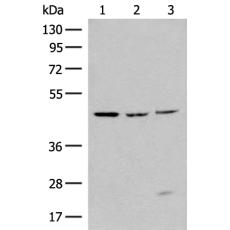   兔抗RXFP3多克隆抗体  