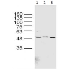 兔抗SREBF1多克隆抗体