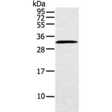 兔抗MED6多克隆抗体