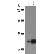 兔抗RELA (Phospho-Ser529)多克隆抗体