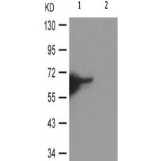 兔抗STK11(Phospho-Thr189)多克隆抗体
