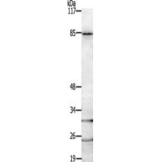 兔抗RIN1多克隆抗体 