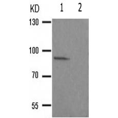兔抗RPS6KA5(Phospho-Ser212) 多克隆抗体