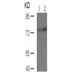 兔抗PRKCQ (Phospho-Ser676)多克隆抗体