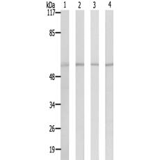 兔抗RAB11FIP2多克隆抗体