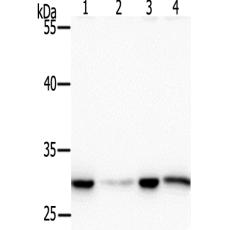 兔抗PHB(Phospho-Thr252)多克隆抗体