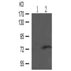 兔抗PRKCQ (Phospho-Ser695)多克隆抗体