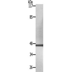 兔抗NCF1(Ab-304)多克隆抗体 