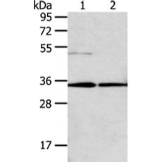 兔抗TNFAIP1多克隆抗体
