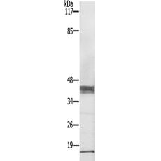 兔抗MRPS36多克隆抗体