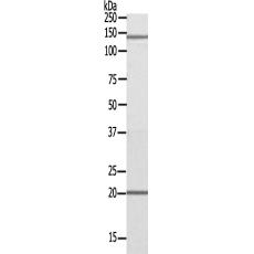 兔抗MRPS12多克隆抗体