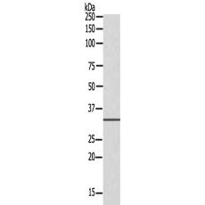 兔抗SDC1多克隆抗体