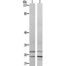 兔抗Nkx2-6多克隆抗体 