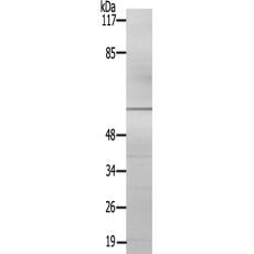 兔抗TH(Ab-19)多克隆抗体