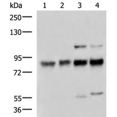 兔抗GTF3C4多克隆抗体   