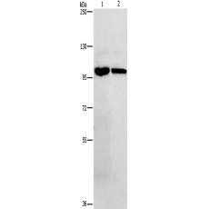 兔抗NFKB1多克隆抗体