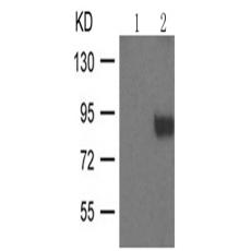 兔抗SP1(Phospho-Thr739)多克隆抗体