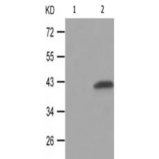 兔抗SMAD3(Phospho-Ser208)多克隆抗体