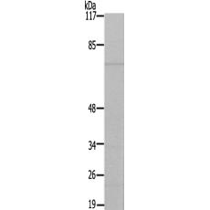 兔抗N4BP2L2多克隆抗体