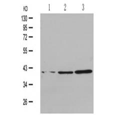 兔抗MAPK14 (Phospho-Tyr182)多克隆抗体
