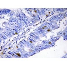 兔抗NR4A1(Phospho-Ser351)多克隆抗体