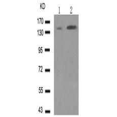 兔抗SMC1A (Phospho-Ser957)多克隆抗体