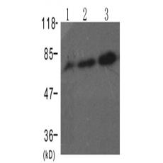 兔抗RAF1 (Phospho-Ser338)多克隆抗体 