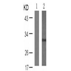 兔抗RPS6 (Phospho-Ser235)多克隆抗体   