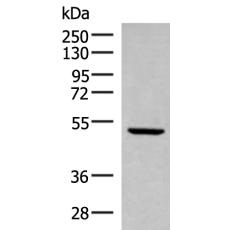 兔抗PSMD12多克隆抗体