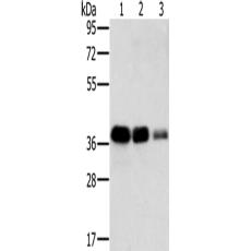 兔抗MTFR1多克隆抗体