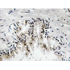兔抗RPL31多克隆抗体 