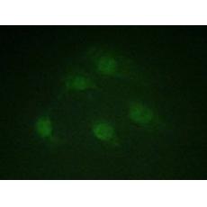兔抗SMAD1(Ab-187)多克隆抗体