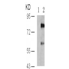 兔抗MAPT (Phospho-Ser235)多克隆抗体