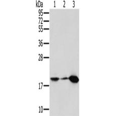 兔抗MTFP1多克隆抗体
