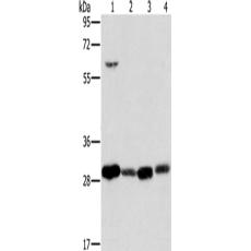兔抗MRPL28多克隆抗体