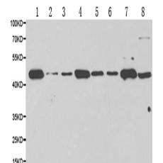 兔抗PRKAR1A多克隆抗体