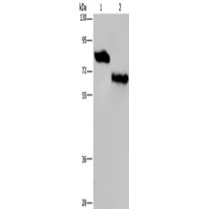 兔抗NECTIN3多克隆抗体