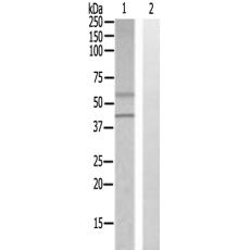 兔抗SLC30A9多克隆抗体