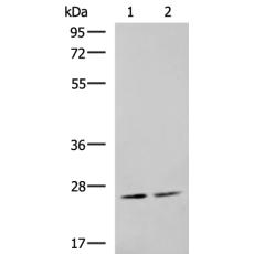 兔抗MOB2多克隆抗体