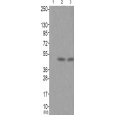 兔抗NCF1(Phospho-Ser304)多克隆抗体