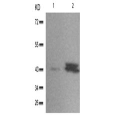 兔抗MAPK1 MAPK3(Phospho-Tyr187 204)多克隆抗体