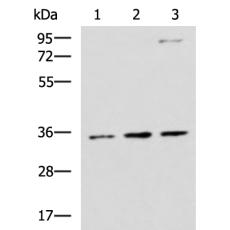 兔抗STX5多克隆抗体