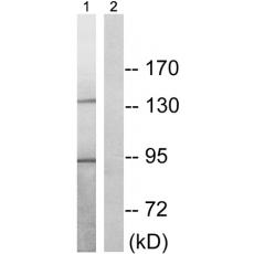 兔抗PLD2(Phospho-Tyr169)多克隆抗体