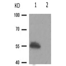 兔抗PDCD4(Phospho-Ser457)多克隆抗体