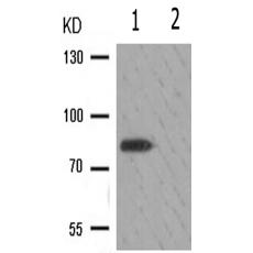 兔抗NTRK1(Phospho-Tyr680681)多克隆抗体