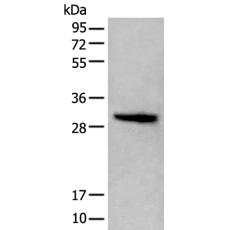 兔抗H1-2多克隆抗体