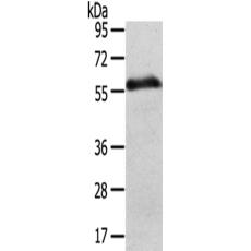 兔抗SLC43A2多克隆抗体