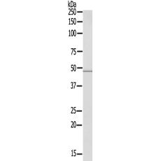 兔抗SYT13多克隆抗体