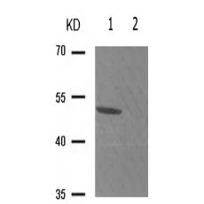 兔抗SMAD3(Phospho-Thr179)多克隆抗体