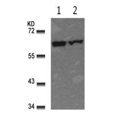 兔抗RELA(Ab-311)多克隆抗体 